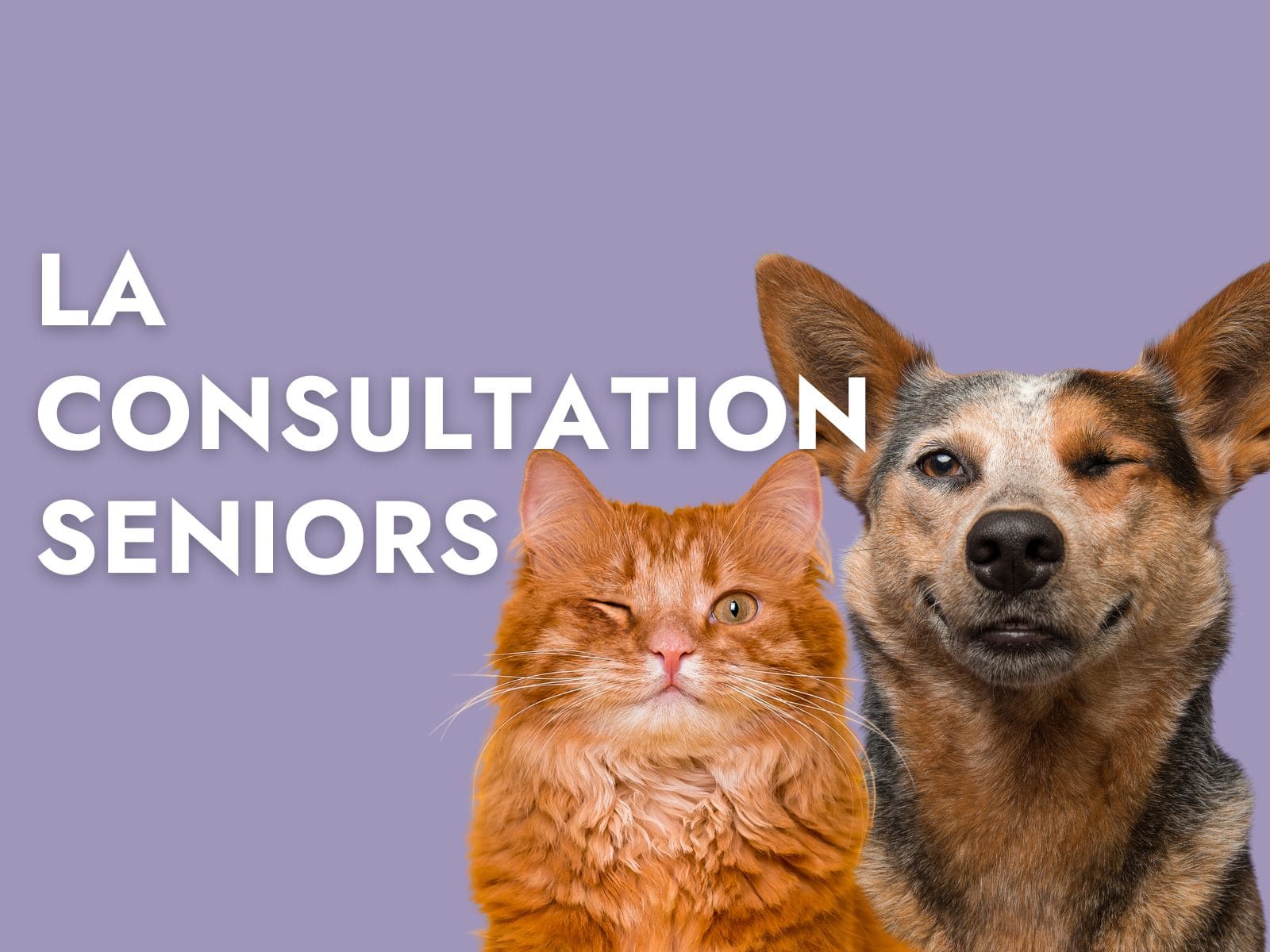 la consultation senior